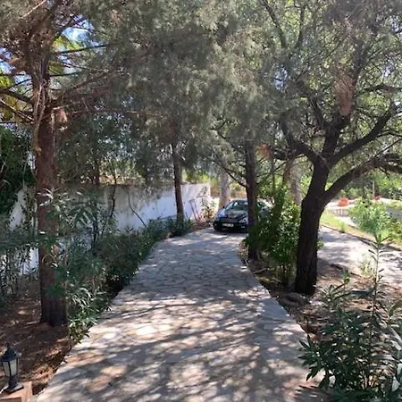 فيلة Yagmur *